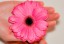 manicure